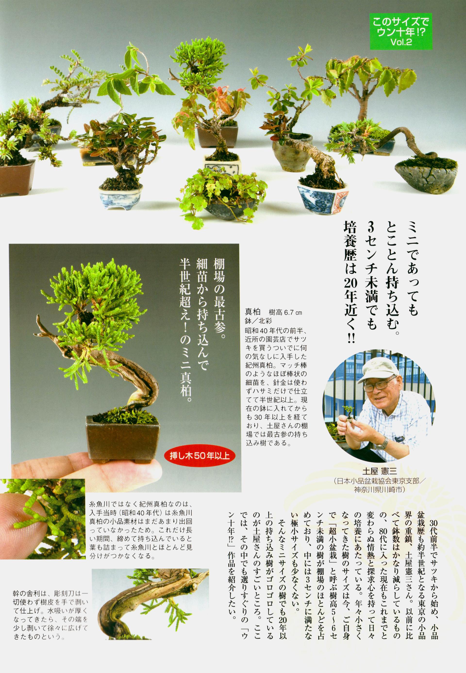 盆栽 糸魚川真柏 挿し木40年生 中品盆栽 真柏盆栽 Disdikbud Manokwarikab Go Id